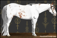 Horse Color:Bay Sabino Appaloosa