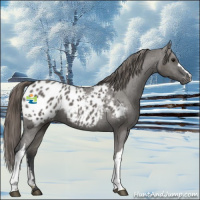 Horse Color:Grullo Appaloosa 