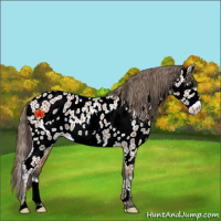Horse Color:Bay Frame Near Leopard Rabicano 