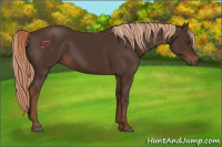 Horse Color:Liver Chestnut 