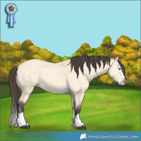 Horse Color:Buckskin Dun Splash 