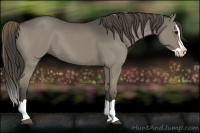 Horse Color:Smoky Grullo Splash