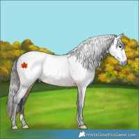 Horse Color:Gray Bay Appaloosa 