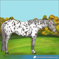 Horse Color:Liver Chestnut Appaloosa Rabicano
