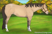 Horse Color:Amber Champagne 