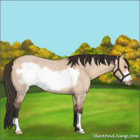 Horse Color:Bay Roan Dun Frame 