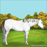 Horse Color:White Spotted Bay Dun Splash 