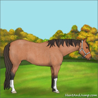 Horse Color:Bay Roan 