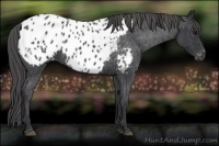 Horse Color:Blue Roan Appaloosa 