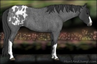 Horse Color:Blue Roan Appaloosa 