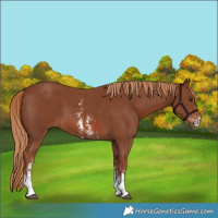 Horse Color:Chestnut Sabino 