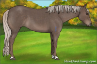Horse Color:Silver Blue Roan 
