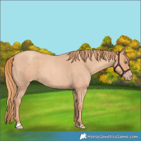 Horse Color:Gold Champagne Roan 