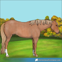 Horse Color:Red Roan 