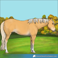 Horse Color:Palomino