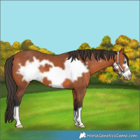 Horse Color:Bay Frame