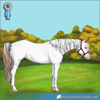 Horse Color:White Spotted Bay Dun  and White Spotted Bay Dun Appaloosa 