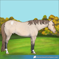 Horse Color:Bay Dun Appaloosa 