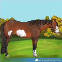 Horse Color:Bay Frame 