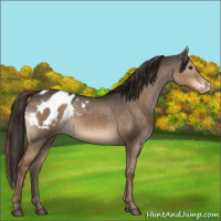 Horse Color:Liver Red Dun Appaloosa 