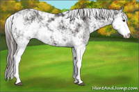 Horse Color:Smoky Black Sabino Appaloosa 