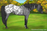 Horse Color:Blue Roan Appaloosa 