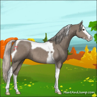 Horse Color:Silver Grullo Splash Tobiano 
