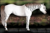 Horse Color:Gray Red Roan Tobiano
