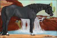 Horse Color:Black Rabicano 