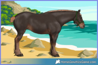 Horse Color:Liver Chestnut 