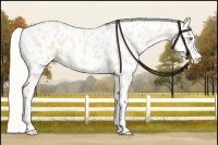 Horse Color:Cremello Appaloosa 