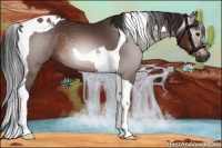 Horse Color:Gray Brown Tobiano 