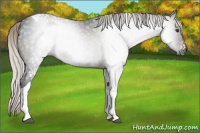 Horse Color:Gray White Spotted Midnight Silver Brown Ice Dun Tobiano 
