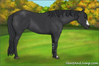 Horse Color:Black  and Black 