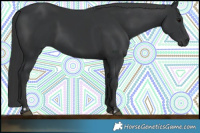 Horse Color:Black  and Black 