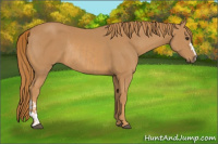 Horse Color:Chestnut  and Chestnut Rabicano