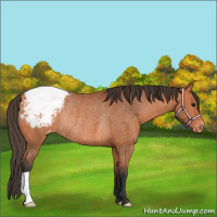 Horse Color:Bay Appaloosa Rabicano 