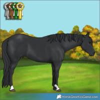 Horse Color:Black 