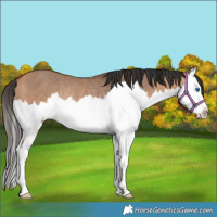 Horse Color:Bay Dun Splash Rabicano 