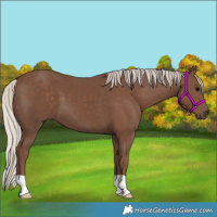 Horse Color:Silver Black
