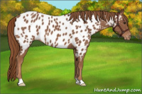 Horse Color:Chestnut Appaloosa