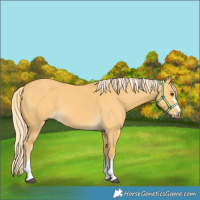 Horse Color:Palomino Dun 