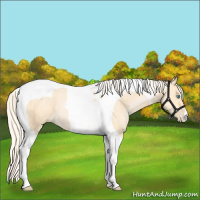 Horse Color:Palomino Pearl Tobiano 