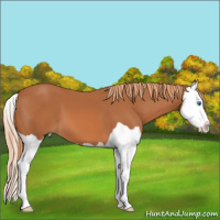 Horse Color:Chestnut Splash 