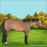 Horse Color:Bay Dun