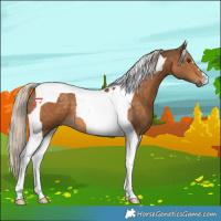 Horse Color:Chocolate Palomino Tobiano 
