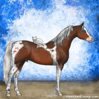 Horse Color:Silver Brown Splash Tobiano Appaloosa