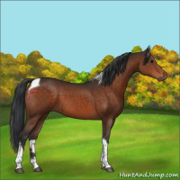 Horse Color:Brown Tobiano 
