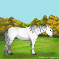 Horse Color:Gray Grullo 