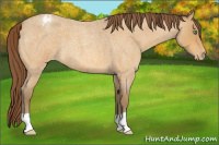 Horse Color:Sable Cream Champagne Roan Appaloosa 